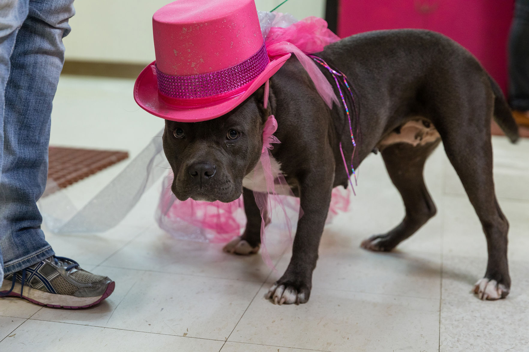 The Pet Beauty Shop